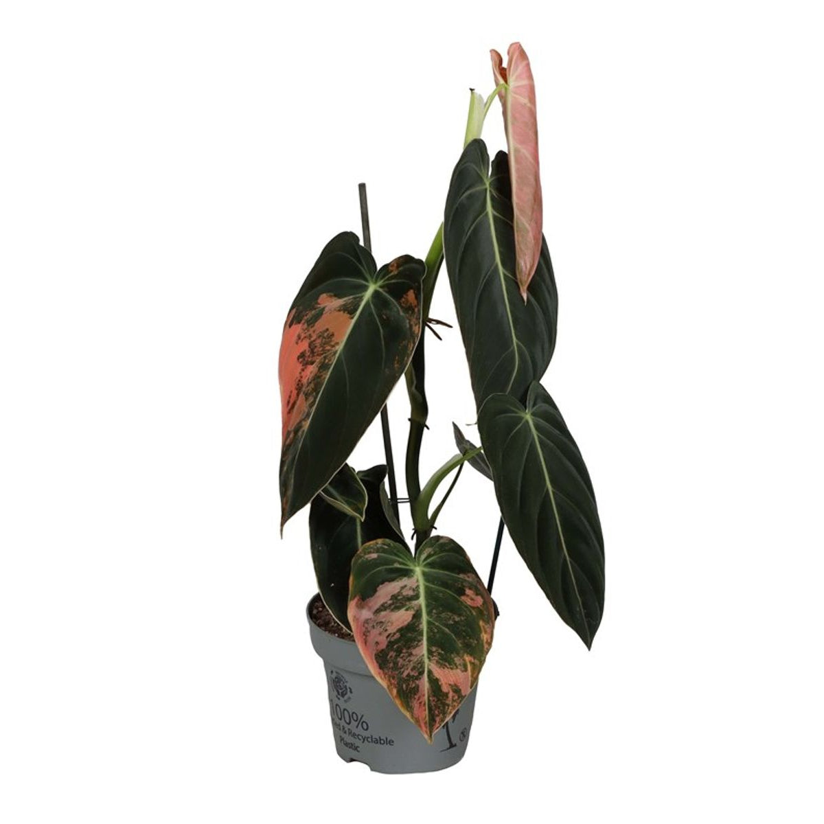 Philodendron melanochrysum 'Variegata' – The Golden Velvet