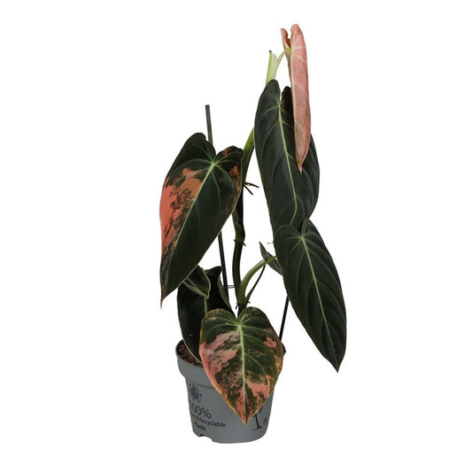 Philodendron melanochrysum 'Variegata' – The Golden Velvet