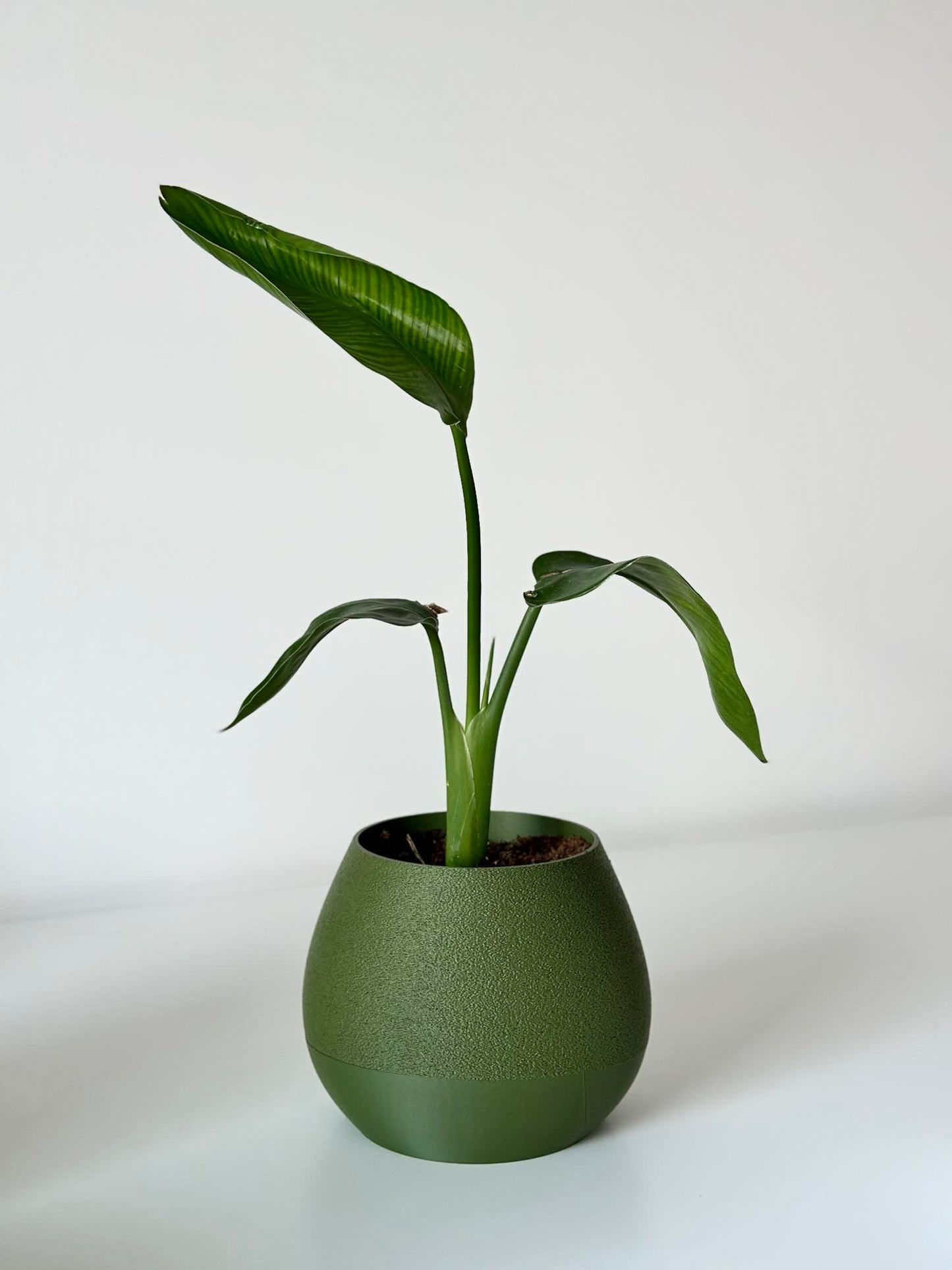 Self watering planter Dakri