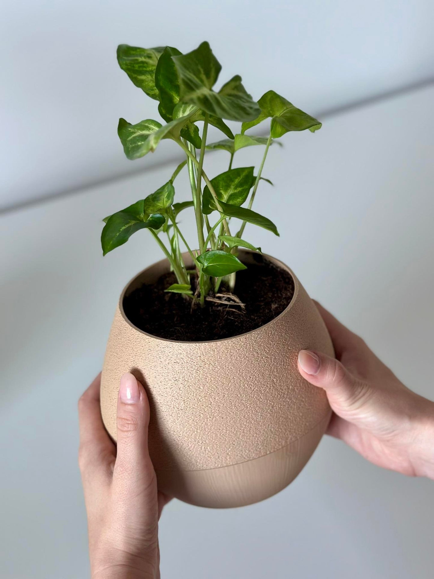 Self watering planter Dakri