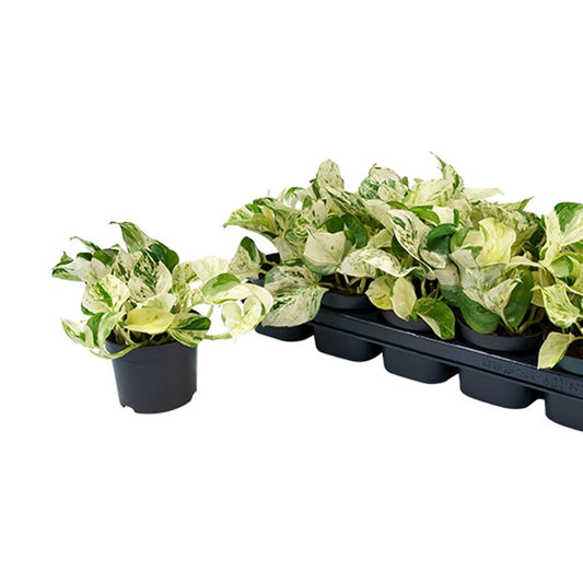 Epipremnum 'Happy Leaf'