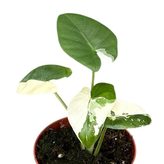 Alocasia macrorrhizos 'Variegata' – The Giant Variegated Jewel