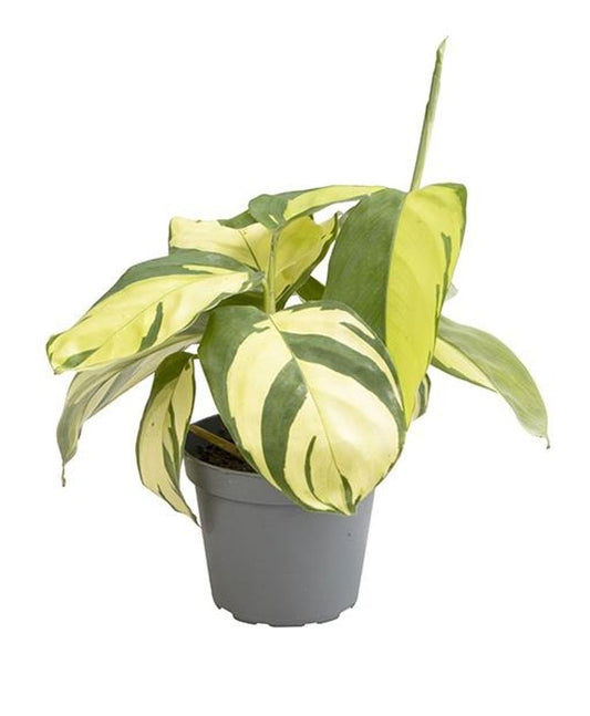 Ctenanthe lubbersiana 'Golden Mosaic' – Golden Mosaic