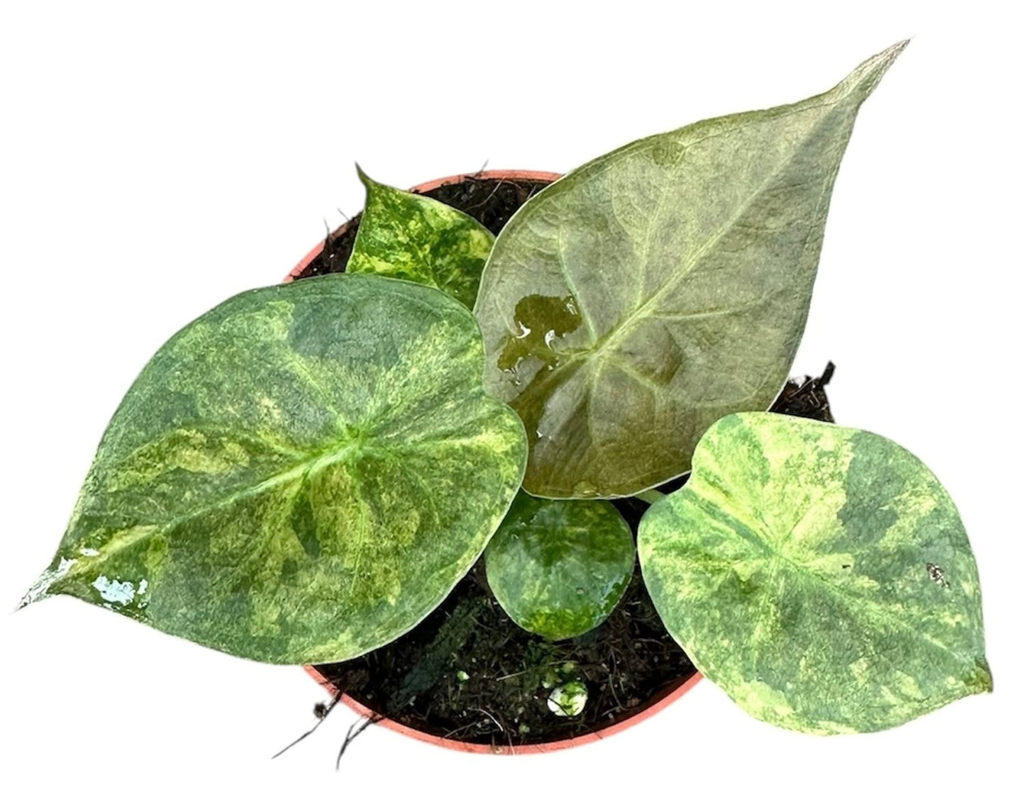 Alocasia wentii 'Aurea'