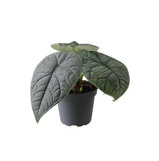 Alocasia melo – The Textured Jewel